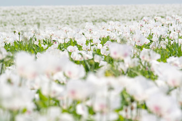 Fototapeta premium Field of white opium poppy, Papaver somniferum