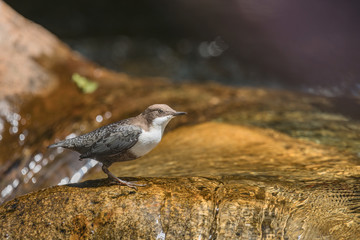 white-throated dipper (Cinclus cinclus) in the river