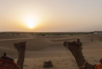 Camels in the Thar desert (Jaislamer, India)