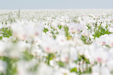 Field of white opium poppy, Papaver somniferum