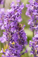 Lavender on lavenders field in bloom withz bee