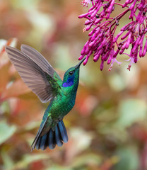 Hummingbird in Costa Rica  © Harry Collins