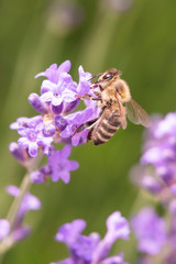 Lavender on lavenders field in bloom with bee
