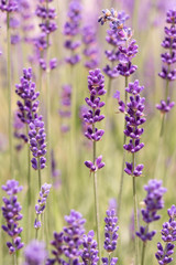 Lavender on lavenders field in bloom