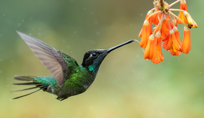 Obraz premium Hummingbird in Costa Rica 