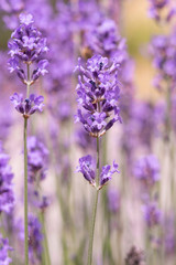 Lavender on lavenders field in bloom