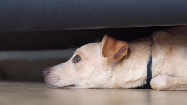 perro  en casa