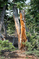 Climate changes and forest death