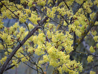yellow tree in spring