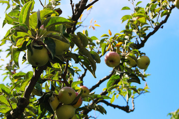 frischer Apfelbaum