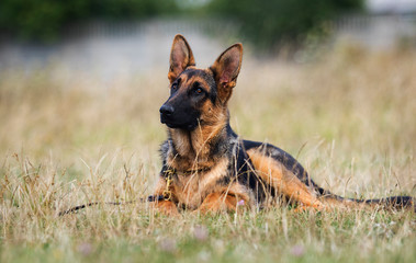 shepherd puppy on the grass in summer