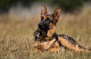 shepherd puppy on the grass in summer