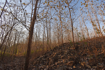 Teak Plant forest emage woods asia indonesia