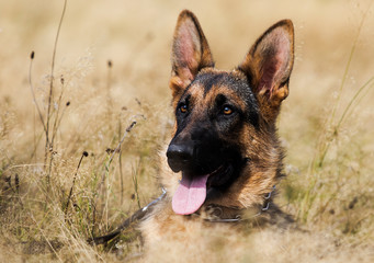 shepherd puppy on the grass in summer
