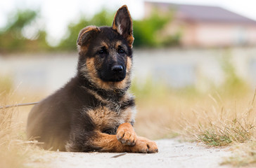 shepherd puppy on the grass in summer