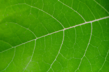 green leaf close-up, abstract flora texture