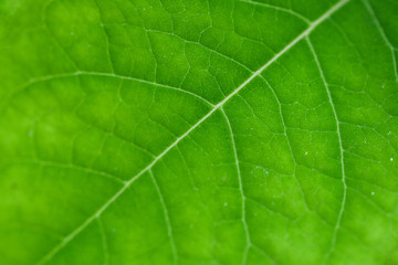 Fototapeta na wymiar green leaf close-up, abstract flora texture