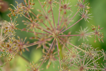 abstract flora texture with small twigs, blurry green background