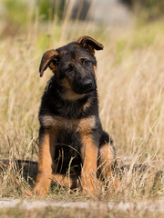 shepherd puppy on the grass in summer