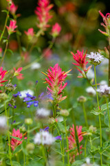 flowers in the garden