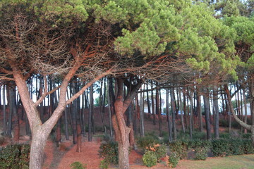 ARBRE PINS BASSIN ARCACHON