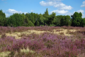 Heideblüte im August in der Lüneburger Heide