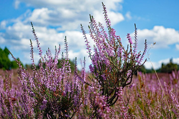 Lila Heidekraut in der Lüneburger Heide