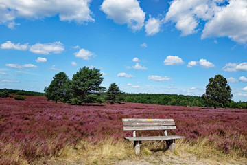 Lüneburger Heide Bank in der Heideblüte