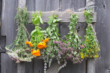 Medicinal herbs hang on stairs and dry