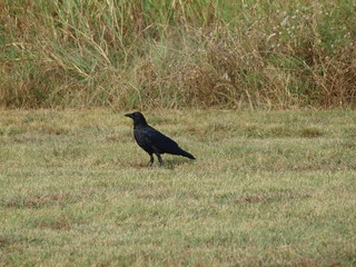 American Crow Can Remember People's Faces