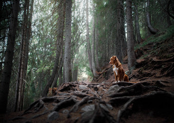 dog in the forest on the nature. Traveling with a pet. Nova Scotia Duck Tolling Retriever