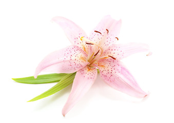 Beautiful pink lily.