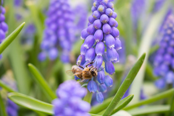 bee on the hyacinths