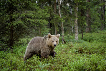 Obraz premium European brown bear (Ursus arctos) in forest