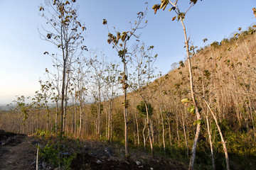 Teak Plant forest emage woods asia indonesia