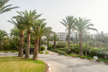 Obraz na płótnie Canvas palms alley in the park