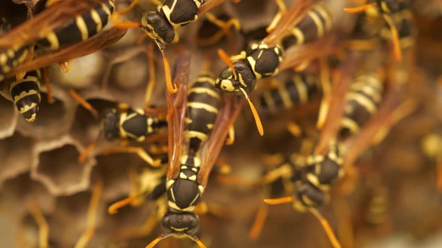 Dangerous large swarm of vicious wild wasps creeps in honeycombs. Wild bees