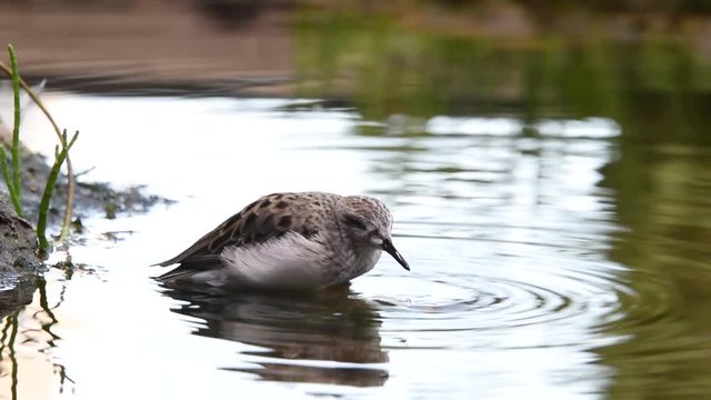 HD video semipalmated Sandpiper bathing in shallow pond. 