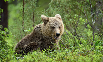 Brown bear cub (Ursus arctos) in forest in Finland © STUEDAL