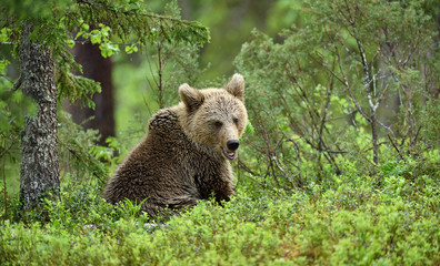 European brown bear cub (Ursus arctos) in forest in Finland © STUEDAL