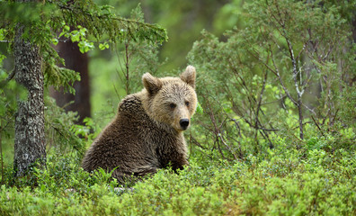 European brown bear cub (Ursus arctos) in forest in Finland © STUEDAL