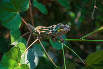 Chameleon in the Masoala Rainforest