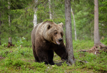 Fototapeta na wymiar European brown bear (Ursus arctos) in forest