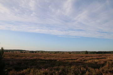 Blühende Heidelandschaft in der Morgensonne