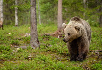 Obraz na płótnie Canvas European brown bear (Ursus arctos) in forest