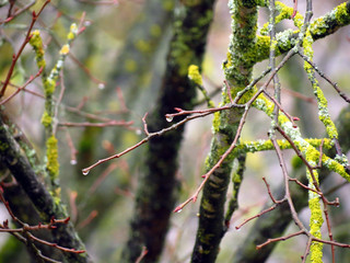 branch with green leaves