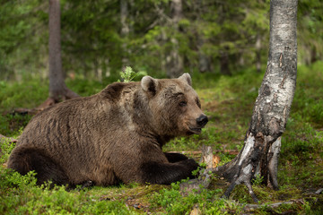 European brown bear (Ursus arctos) in forest