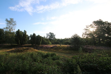 Blühende Heidelandschaft in der Morgensonne