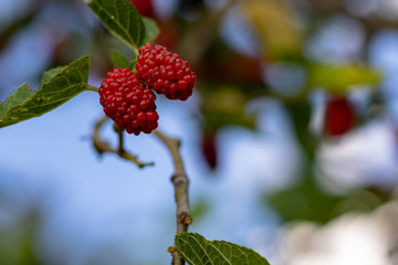 red mulberry on the branch