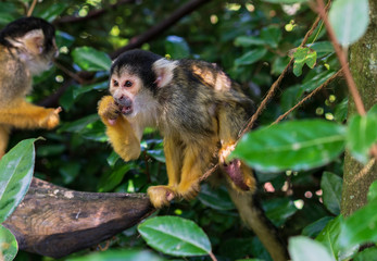 Monkey with yellow arms